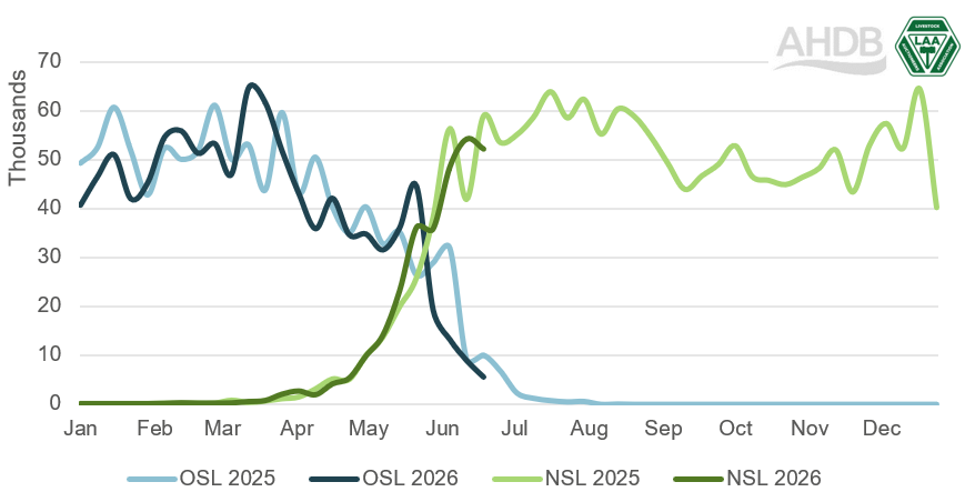 Weekly auction market throughputs of new (NSL) and old (OSL) season lambs